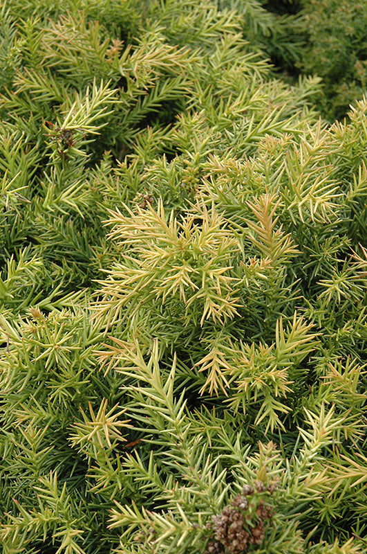 Cryptomeria japonica 'Elegans'