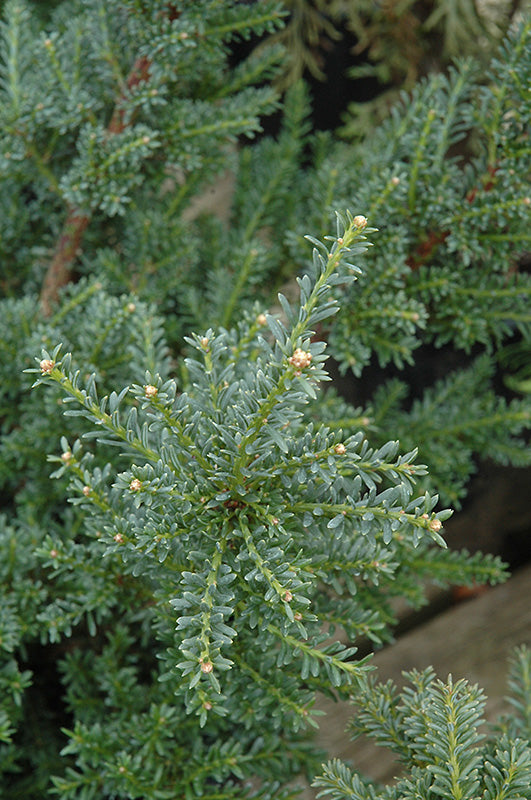 Podocarpus alpinus 'Red Tip'