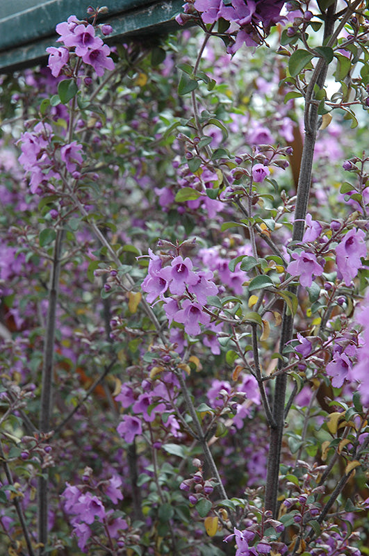 Prostanthera rotundiflolia