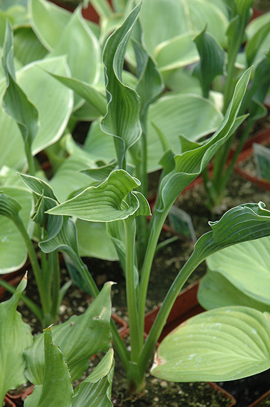 Hosta 'Praying Hands'