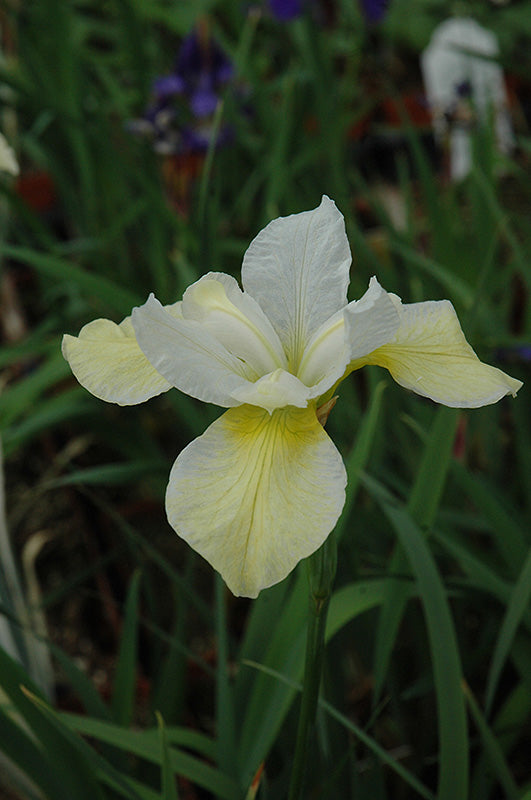 Iris siberica 'Butter and Sugar'