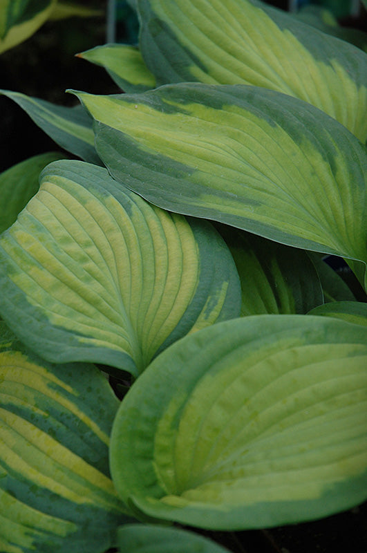Hosta 'Brother Stefan'