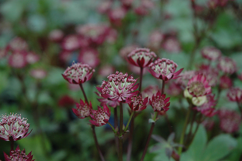 Astrantia major 'Ruby Wedding'