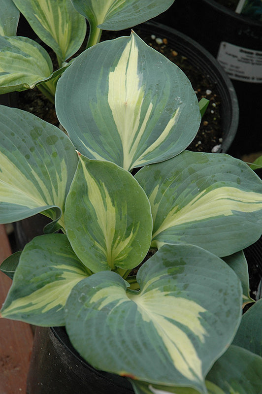 Hosta 'Dream Queen'