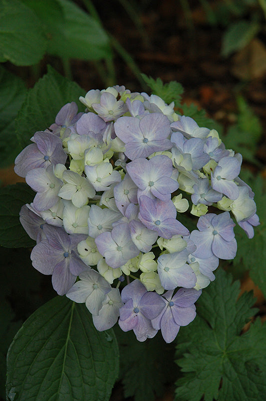 Hydrangea macrophylla 'Ayesha'