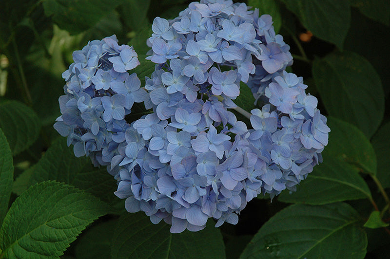 Hydrangea macrophylla 'Nikko Blue'