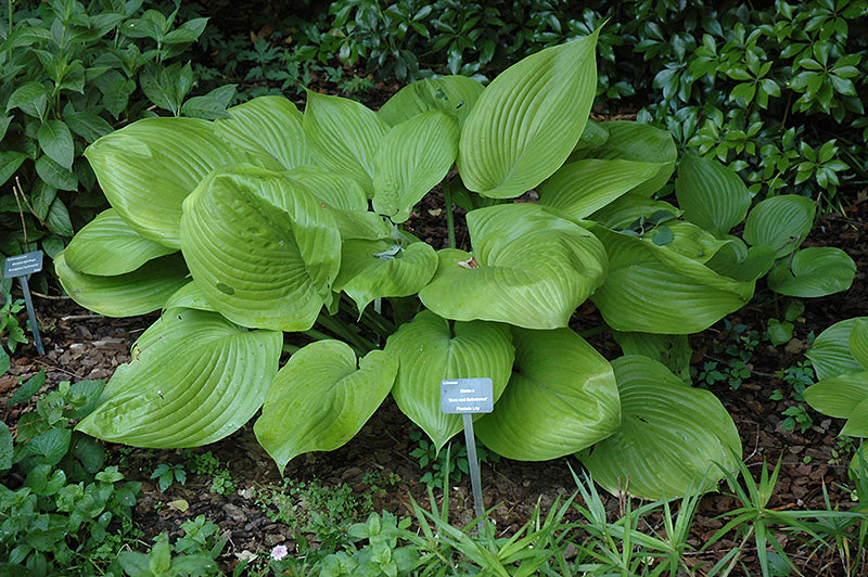 Hosta 'Sum & Substance'