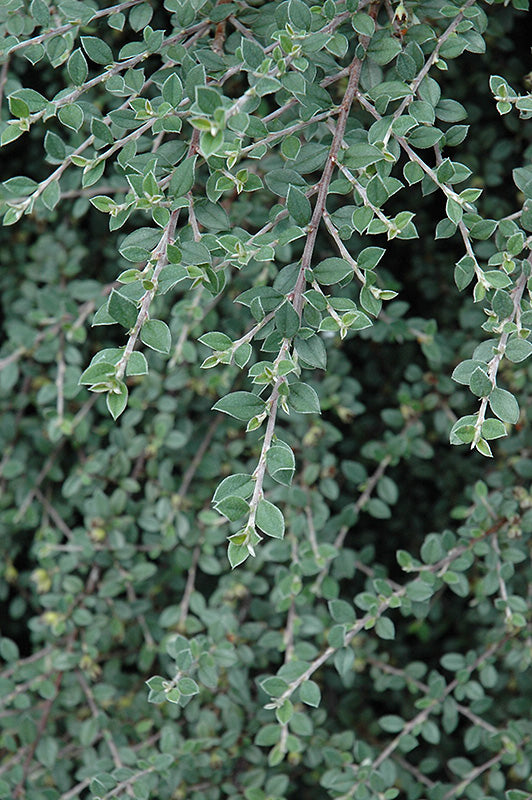Cotoneaster glaucophyllus