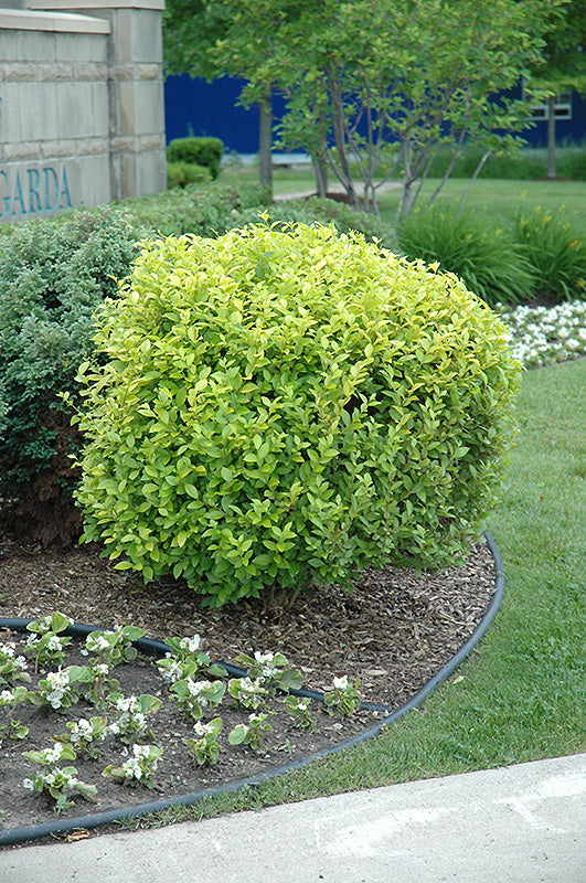Ligustrum 'Vicaryi'