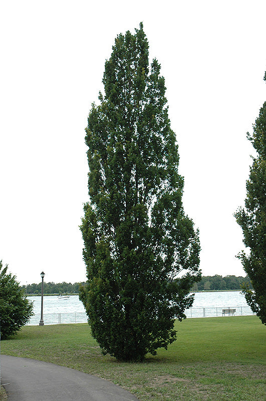 Quercus robur 'Fastigiata'
