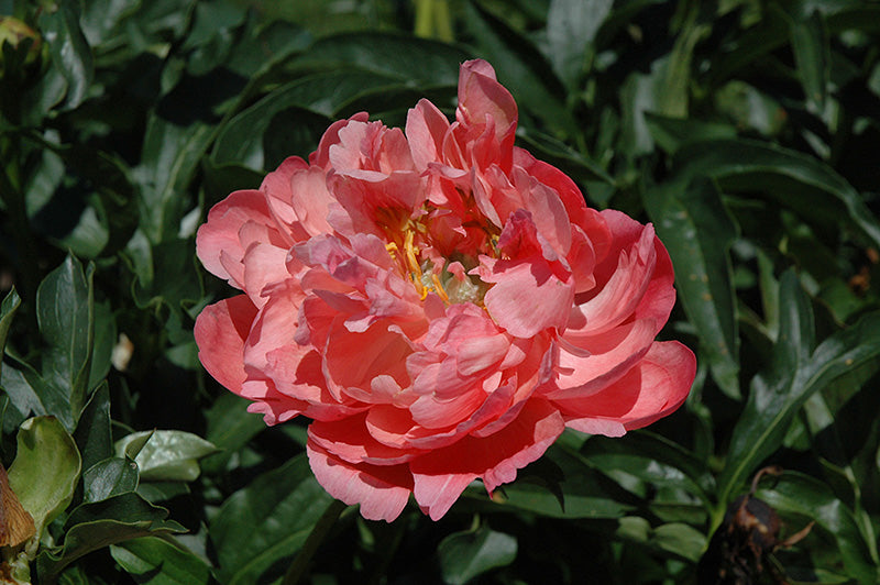 Paeonia lactiflora 'Coral Sunset'