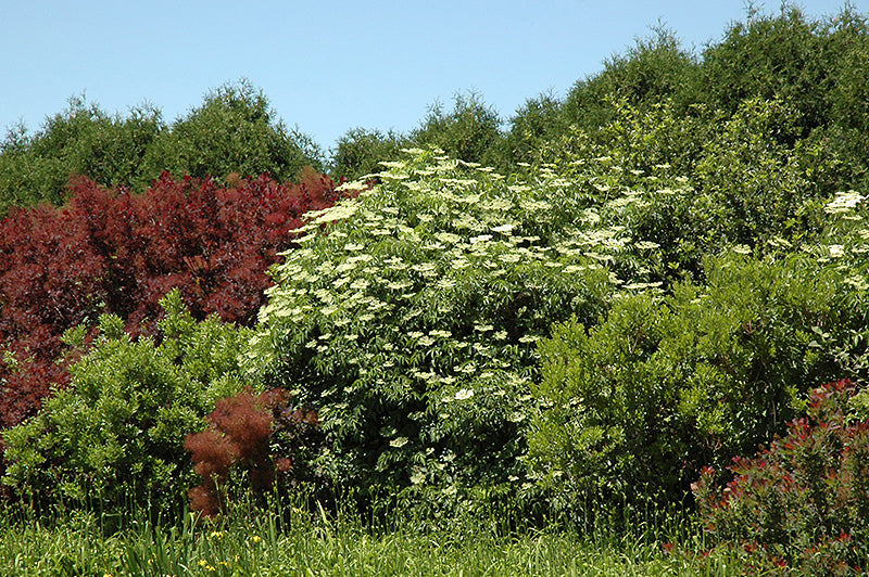 Sambucus nigra
