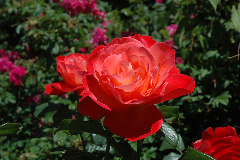 Rosa 'Touch of Class'