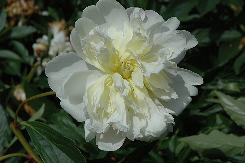 Paeonia lactiflora 'Primevere'