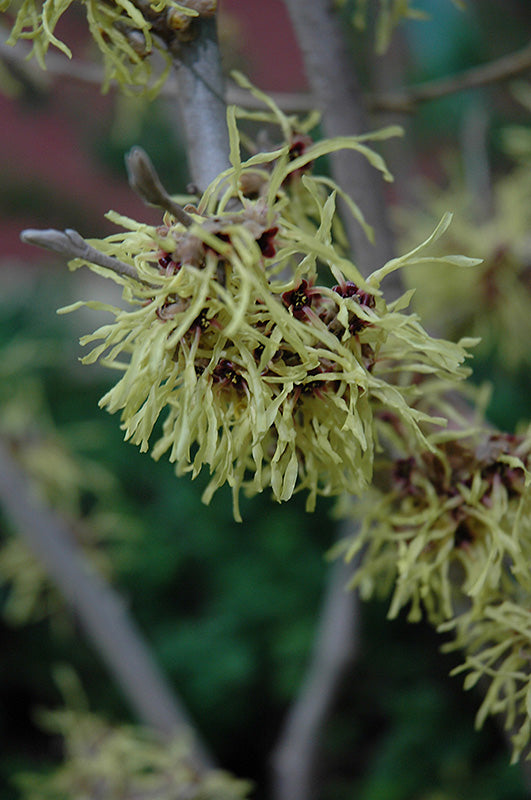 Hamamelis mollis 'Pallida'