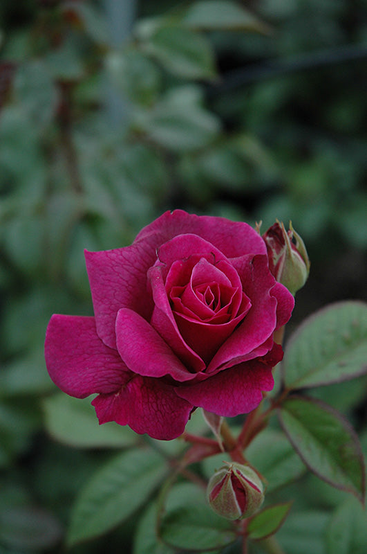 Rosa 'Intrigue'