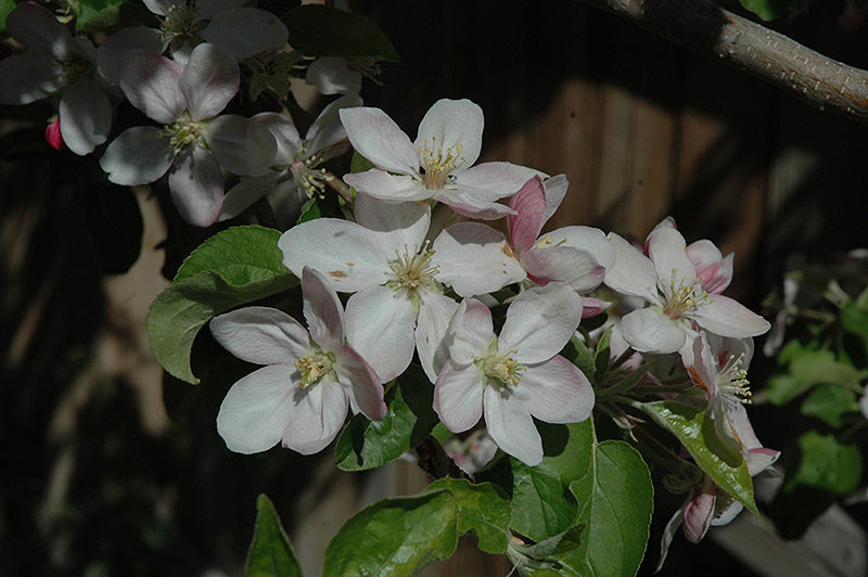Apple - Malus 'Jonathan'