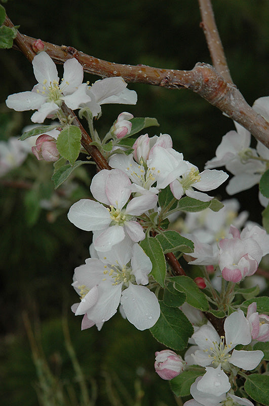 Apple - Malus 'Pink Lady'