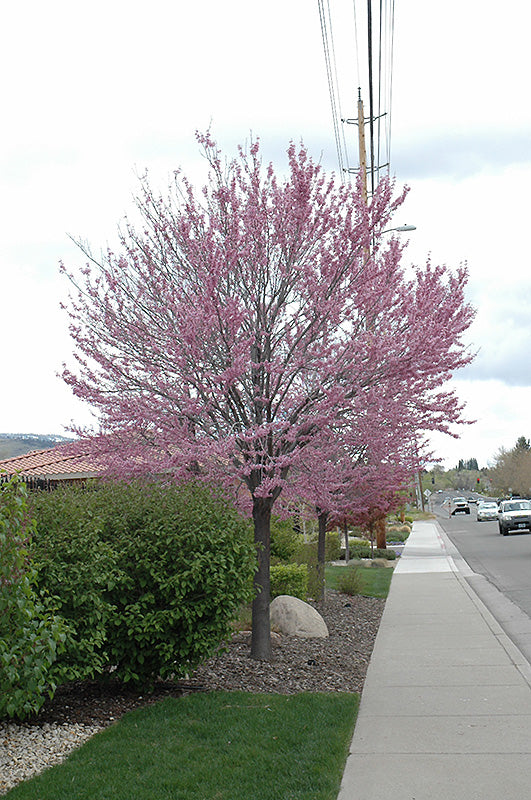 Cercis canadensis