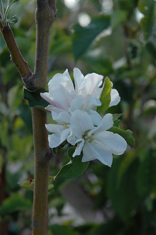 Apple - Malus 'Whitney' - Crab Apple