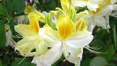 Azalea 'Northern Hi-Lights'