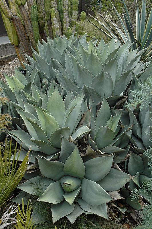 Agave parryi 'Giant'