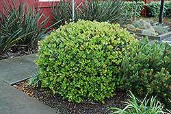 Rhaphiolepis umbellata 'Minor'