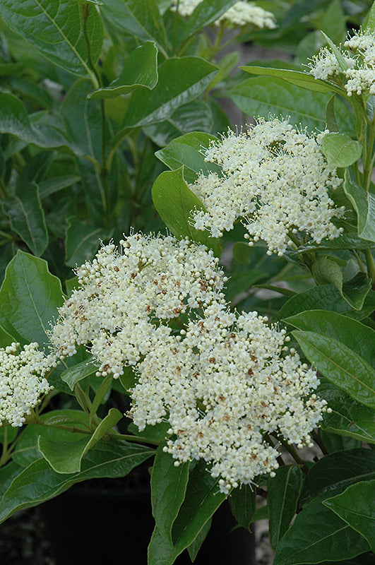 Viburnum nudum 'Brandy Wine'