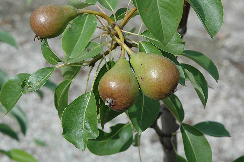 Pear - Pyrus communis 'Moonglow'