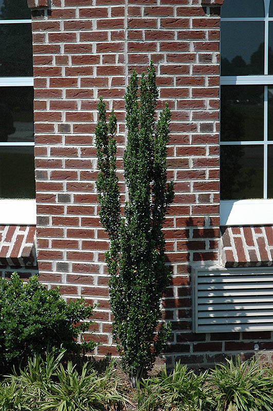 Ilex crenata 'Fastigiata'