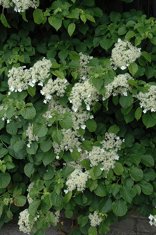 Hydrangea Petiolaris