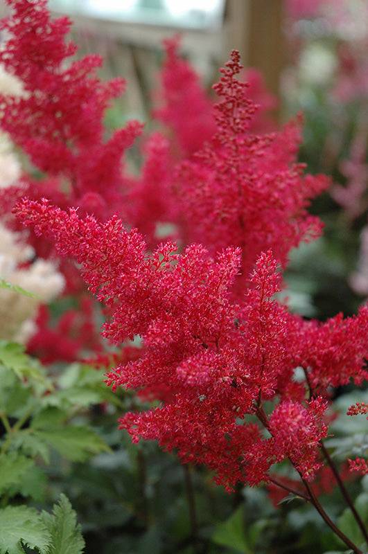 Astilbe japonica 'Montgomery'