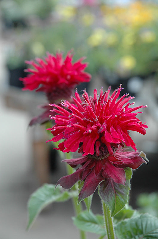 Monarda didyma 'Fireball'