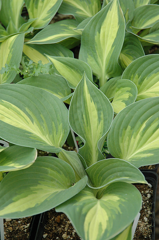 Hosta 'Anne Kulpa'