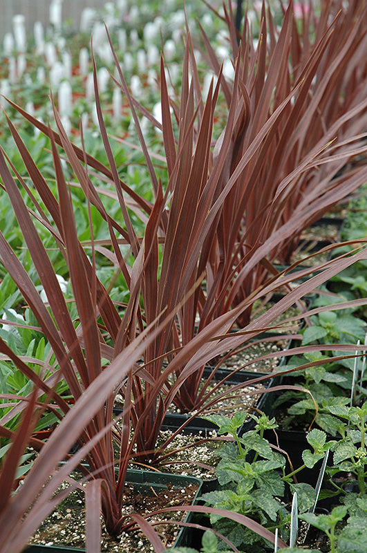 Cordyline 'Burgundy'
