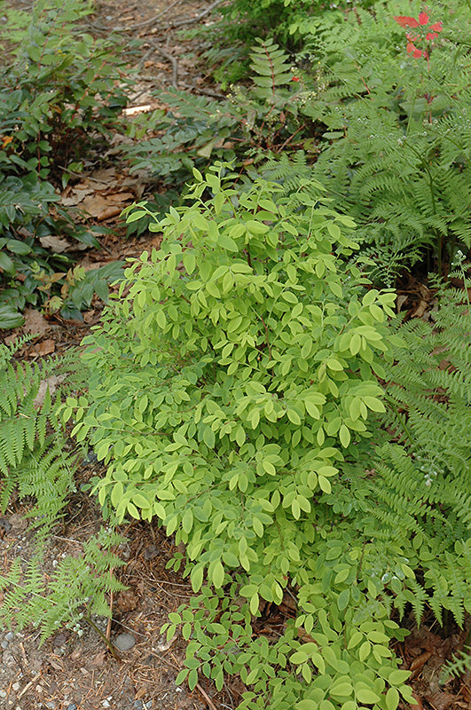 Vaccinium parvifolium