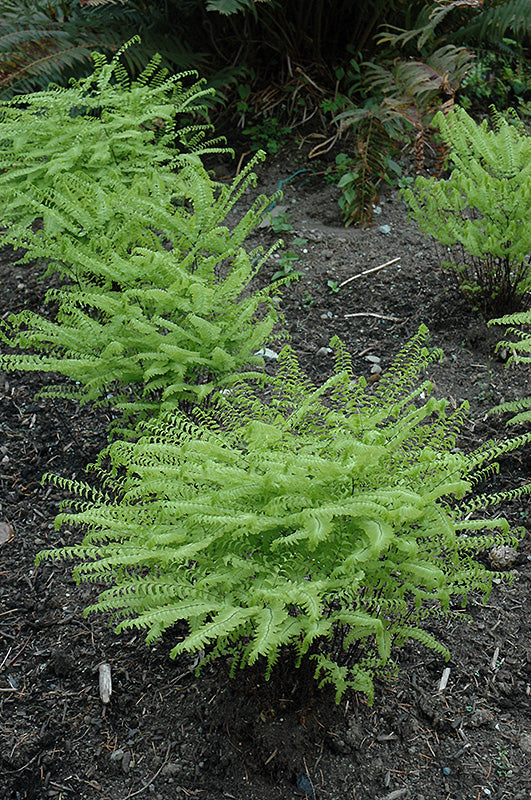 Adiantum aleuticum