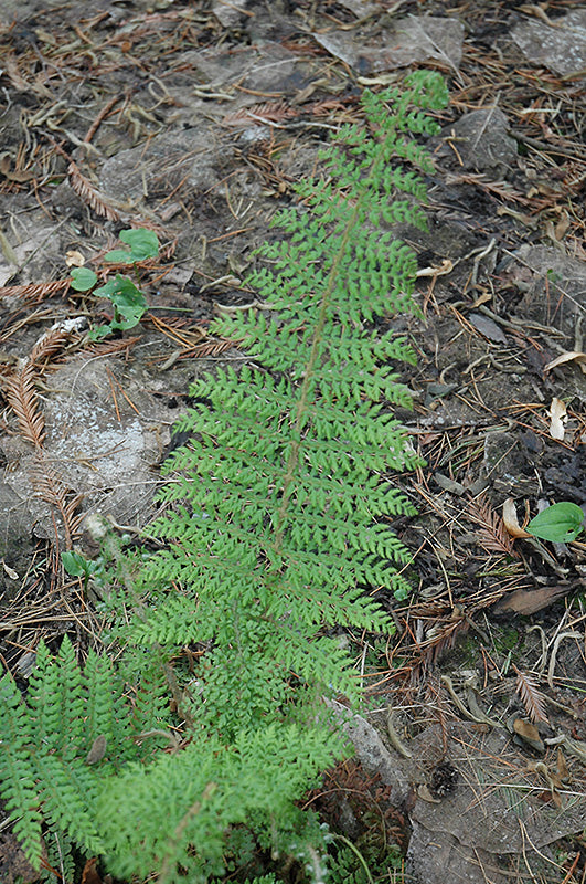 Polystichum setiferum 'Herrenhausen'