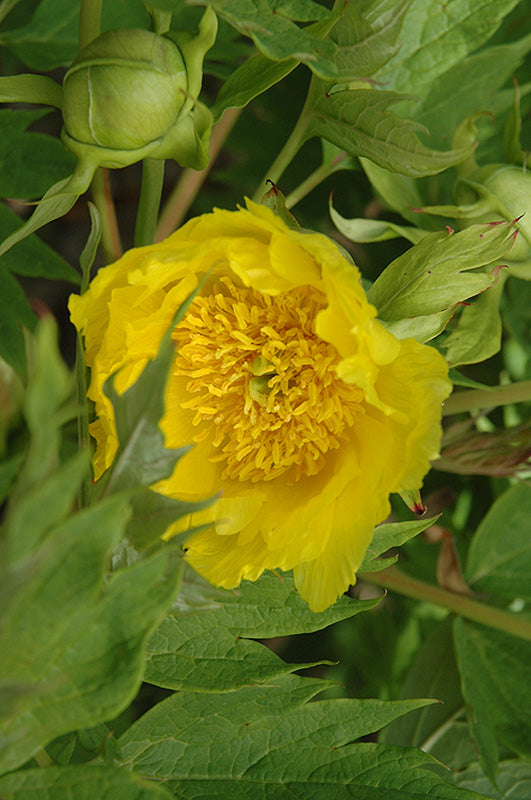 Paeonia deleveyi 'Lutea'