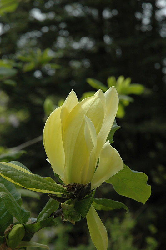 Magnolia 'Sunburst'