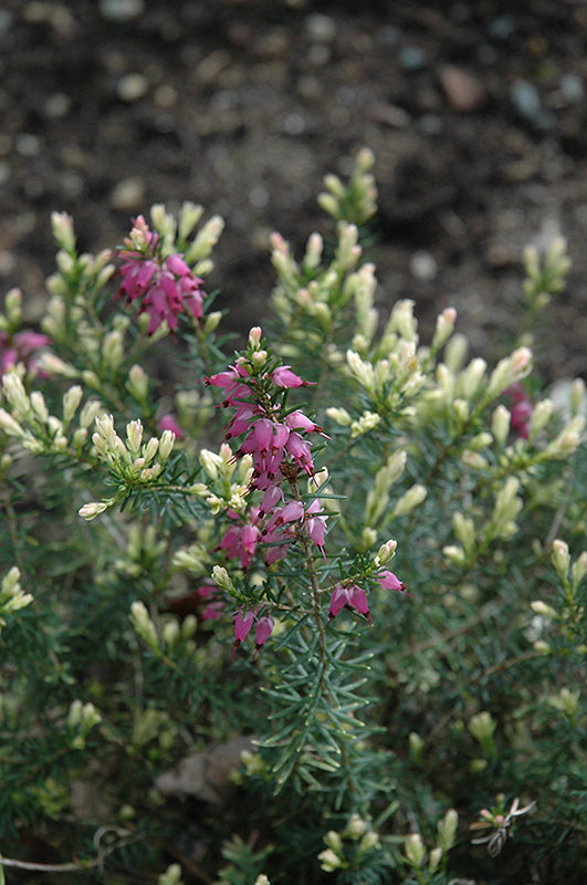 Erica x darleyensis 'Ghost Hills'