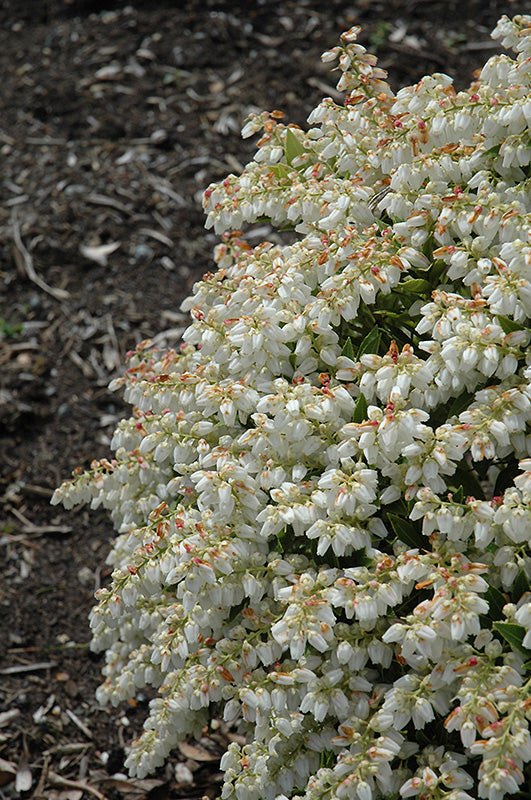 Pieris japonica 'Prelude'