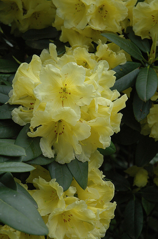 Rhododendron 'Hotei'