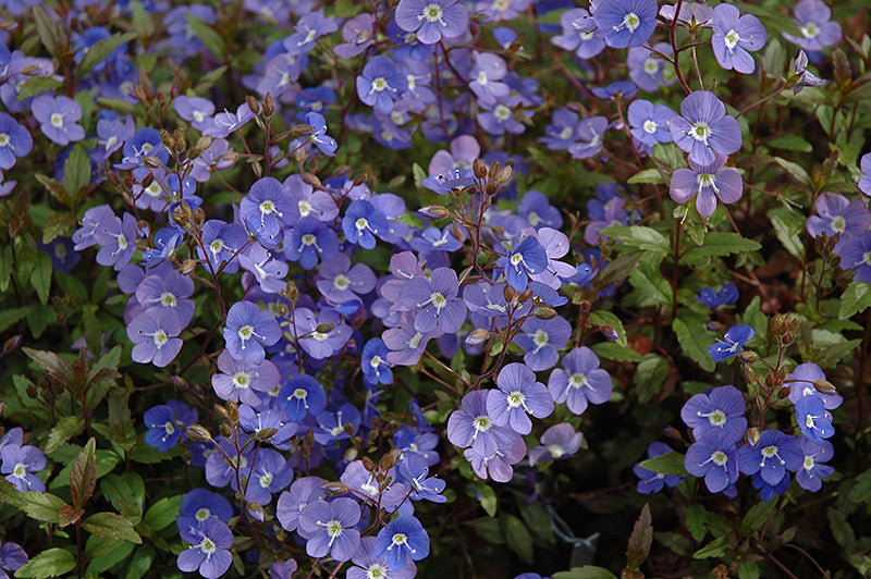 Veronica 'Georgia Blue'