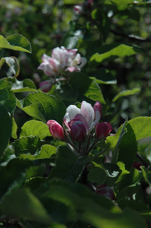 Apple - Malus 'Melrose'