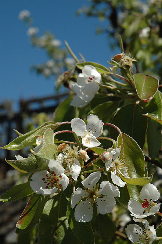 Pear - Pyrus communis 'Clapp's Favorite'