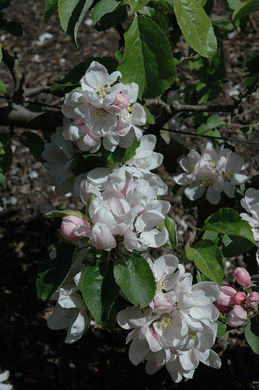 Apple - Malus 'Golden Russet'