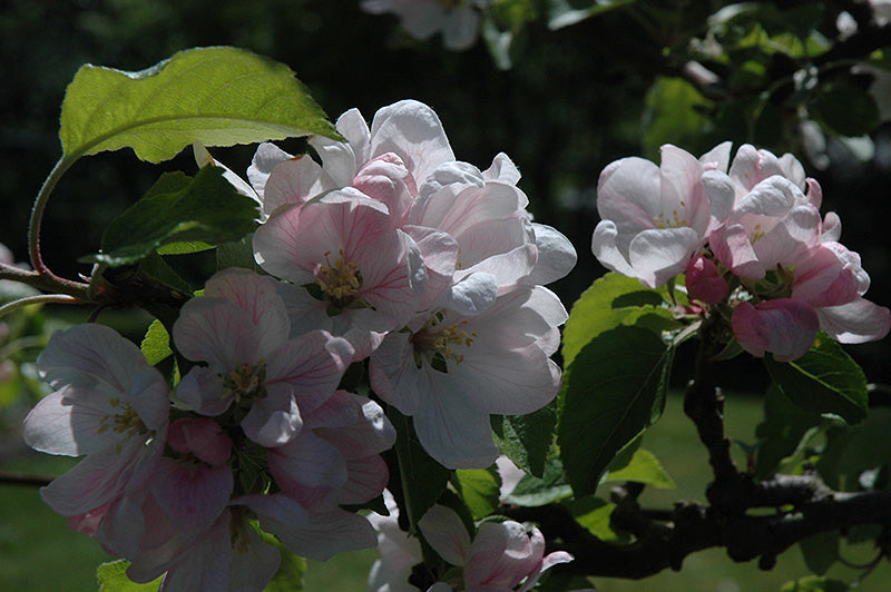 Apple - Malus 'Elstar'