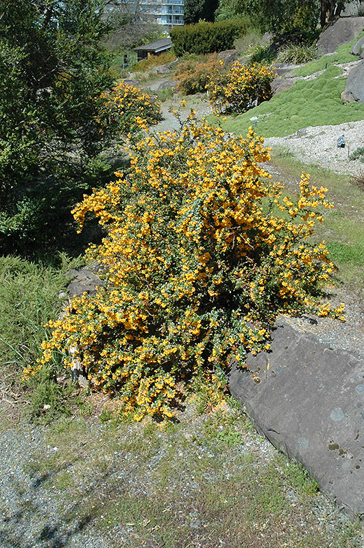 Berberis darwinii