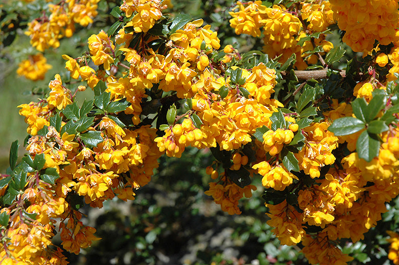 Berberis darwinii